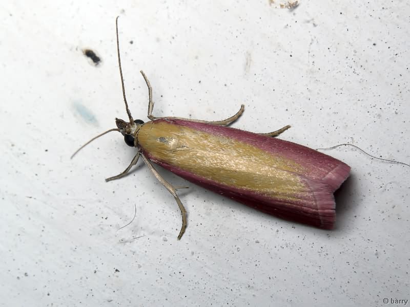 Oncocera (Alophia) semirubella (Scopoli, 1763)